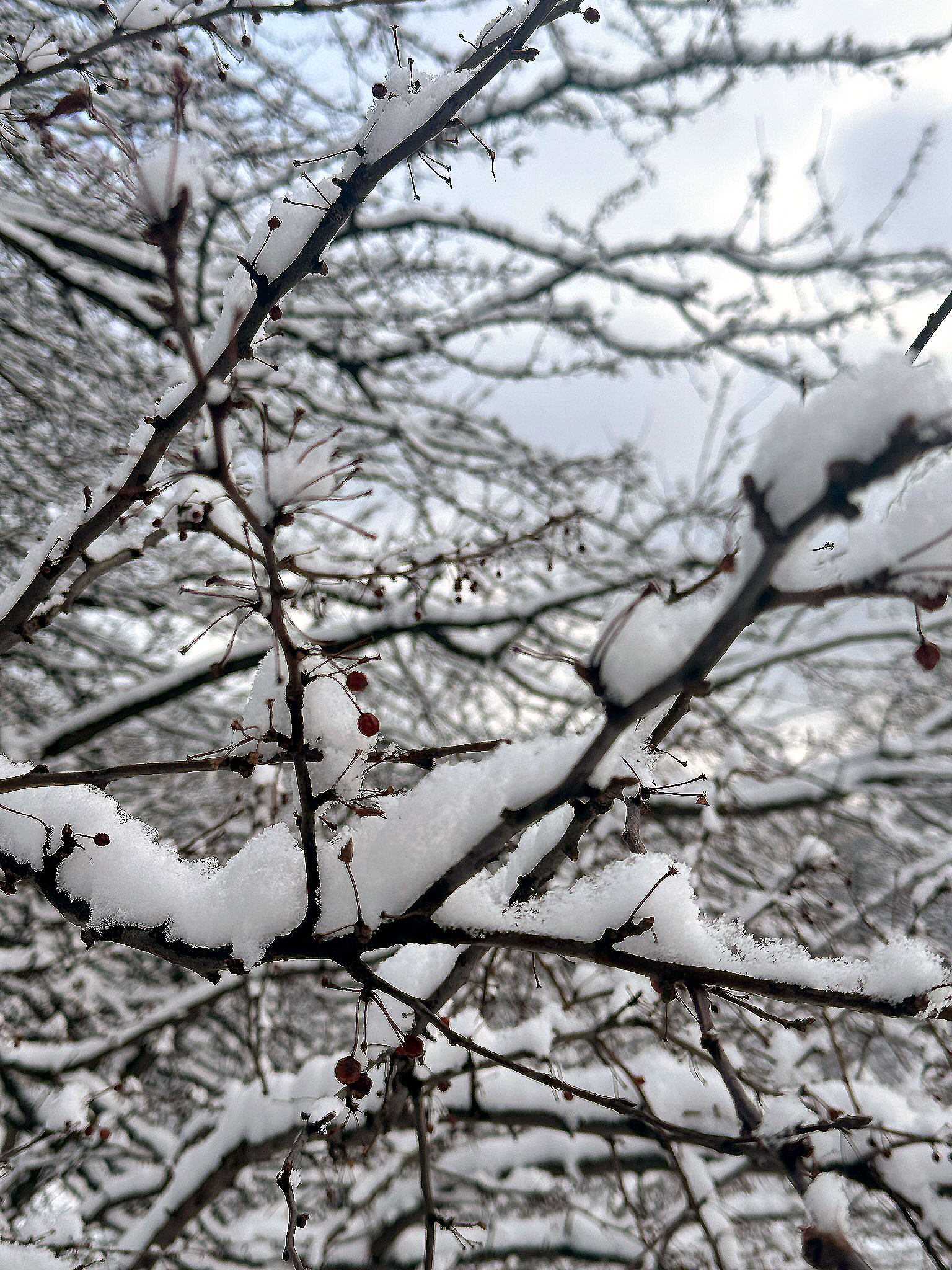 Snow Day in Central Park